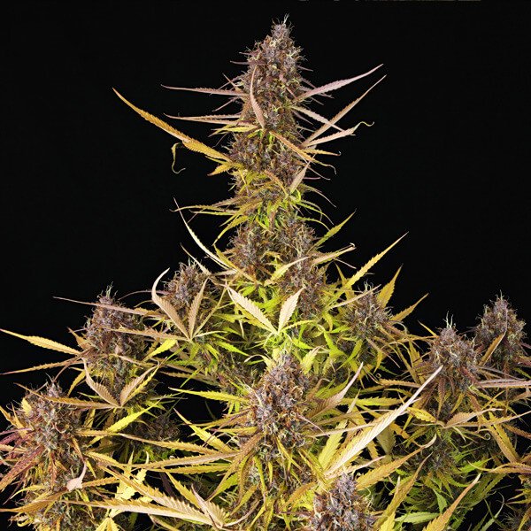 Royal Queen Seeds Purple Queen Automatic Feminisierte Autoflower