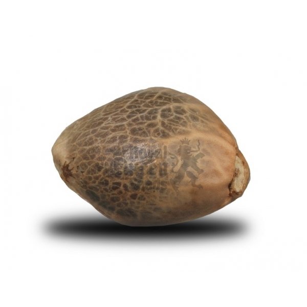 Royal Queen Seeds Royal Bluematic Feminisierte Autoflower