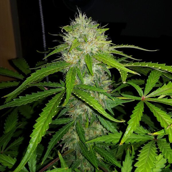 Royal Queen Seeds Royal Dwarf Feminisierte Autoflower