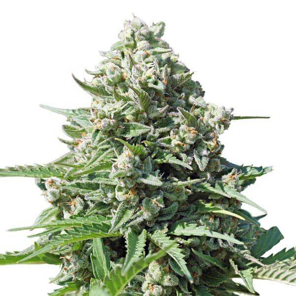 Royal Queen Seeds Royal Gorilla feminisiert