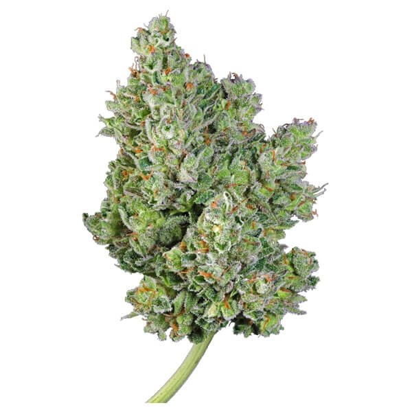 Royal Queen Seeds Royal Gorilla feminisiert