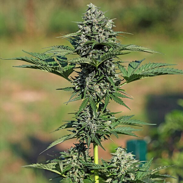 Royal Queen Seeds Royal Gorilla feminisiert