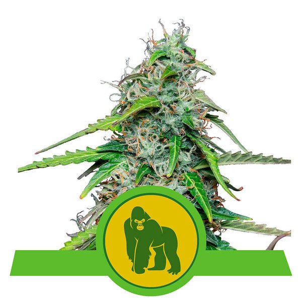 Royal Queen Seeds Royal Gorilla feminisiert