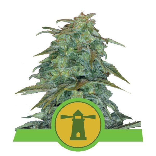 Royal Queen Seeds Royal Haze Automatic Feminisierte Autoflower