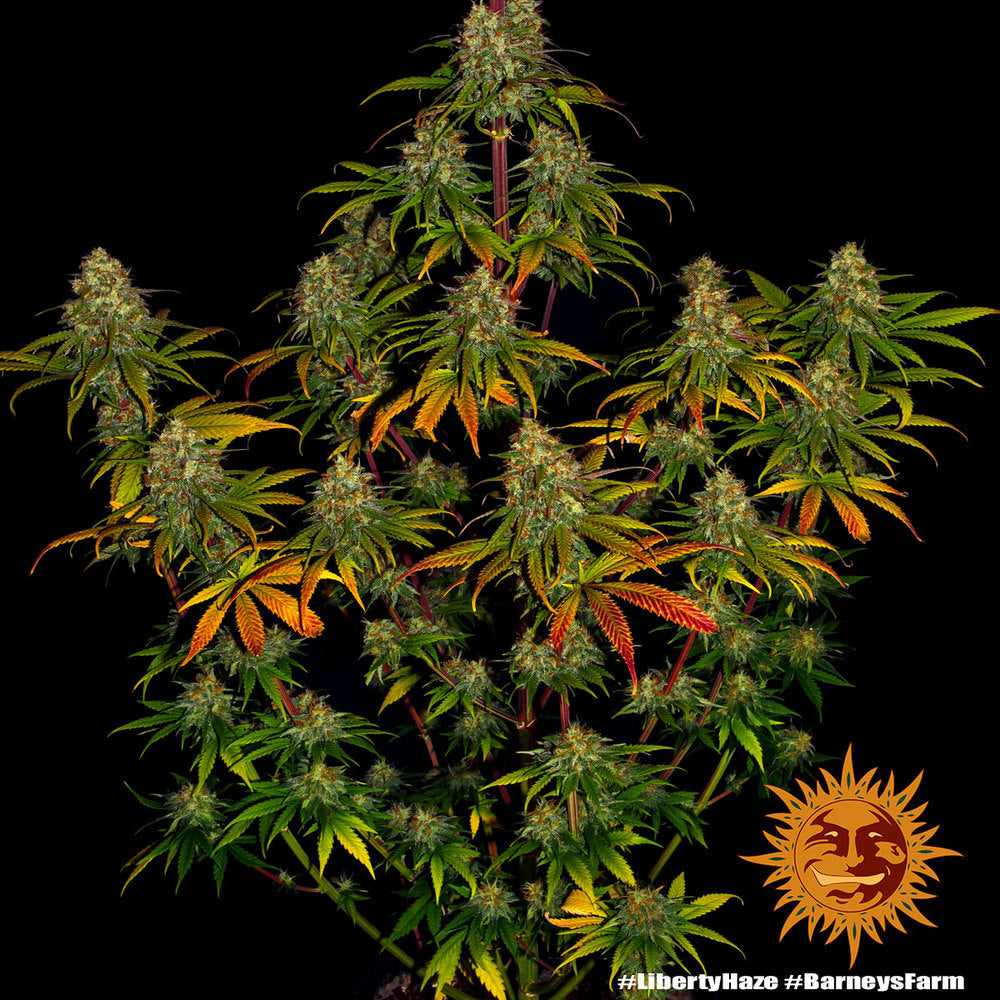 Barney's Farm Liberty Haze Feminisiert