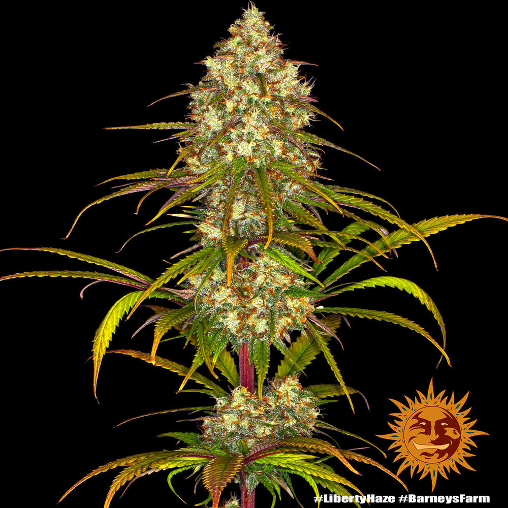 Barney's Farm Liberty Haze Feminisiert