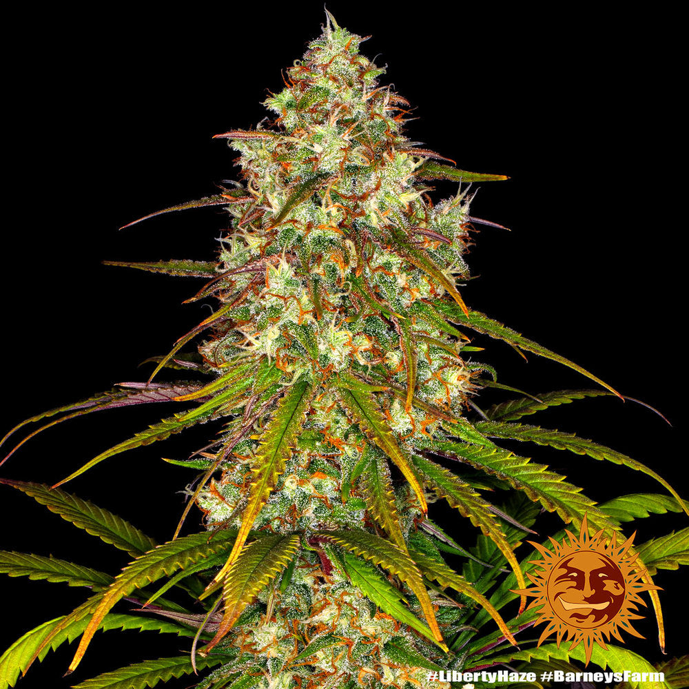 Barney's Farm Liberty Haze Feminisiert