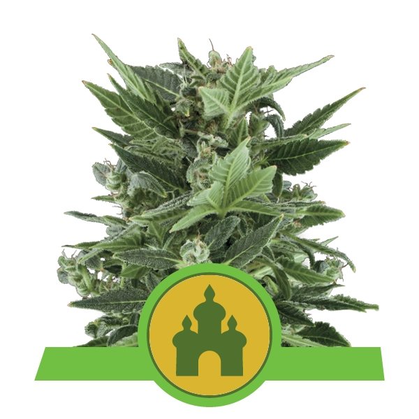 Royal Queen Seeds Royal Kush Automatic Feminisierte Autoflower
