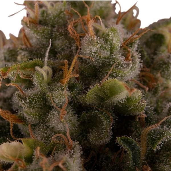Royal Queen Seeds Royal Moby feminisiert