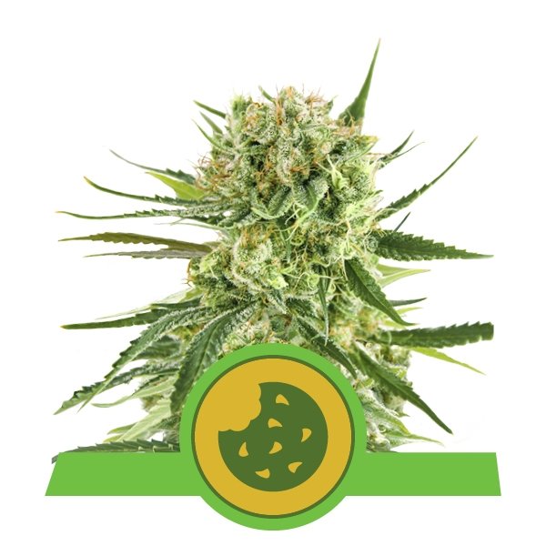 Royal Queen Seeds Royal Cookies Auto Feminisierte Autoflower