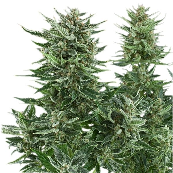 Royal Queen Seeds Easy Bud Feminisiert Autoflower