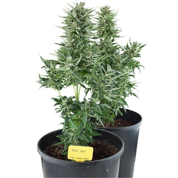 Royal Queen Seeds Easy Bud Feminisiert Autoflower