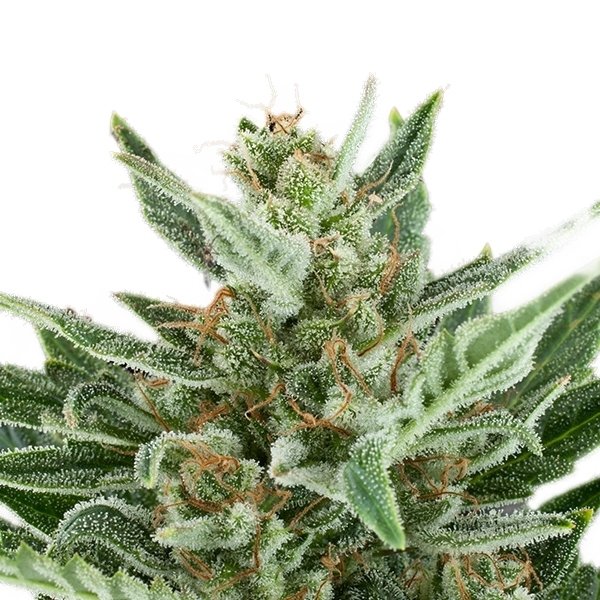 Royal Queen Seeds Easy Bud Feminisiert Autoflower