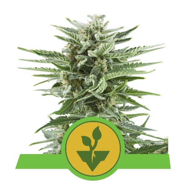 Royal Queen Seeds Easy Bud Feminisiert Autoflower