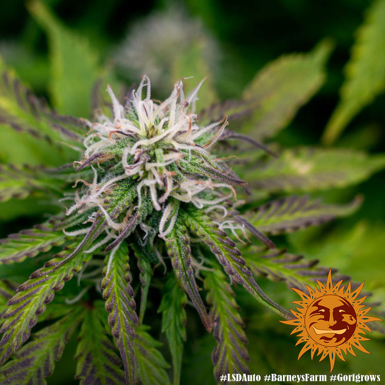Barney's Farm LSD Auto Feminisiert Autoflower