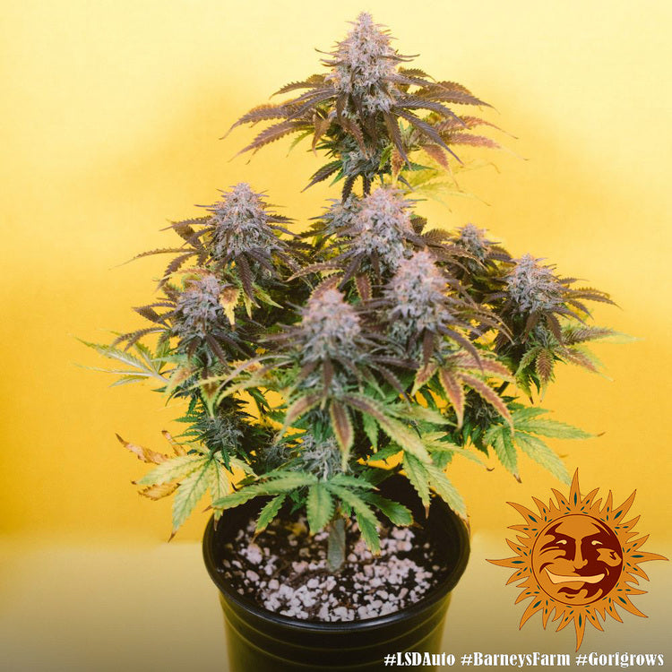 Barney's Farm LSD Auto Feminisiert Autoflower