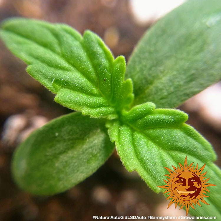 Barney's Farm LSD Auto Feminisiert Autoflower