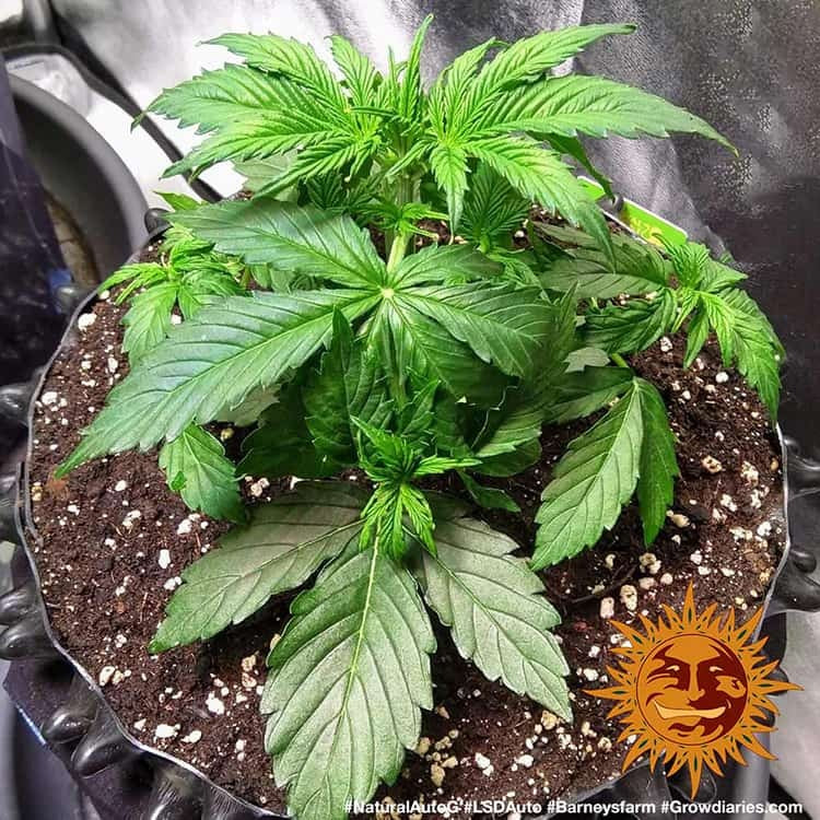 Barney's Farm LSD Auto Feminisiert Autoflower