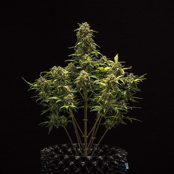 Royal Queen Seeds Sweet Skunk Automatic Feminisierte Autoflower