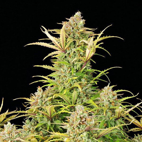 Royal Queen Seeds Sweet ZZ Automatic Feminisierte Autoflower