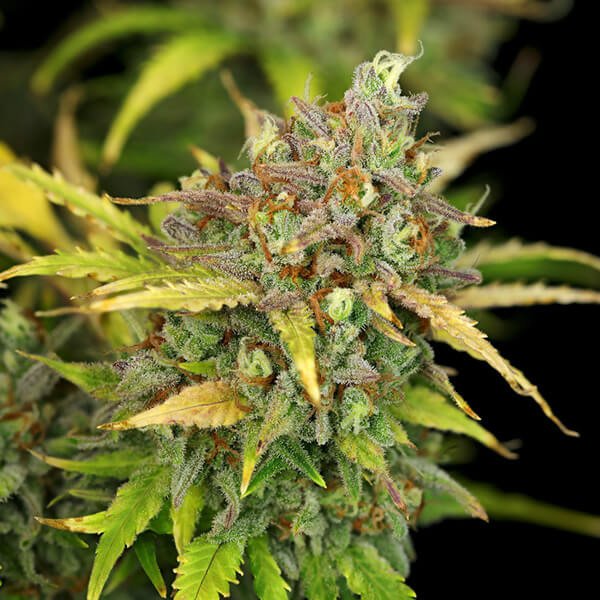 Royal Queen Seeds Sweet ZZ Automatic Feminisierte Autoflower
