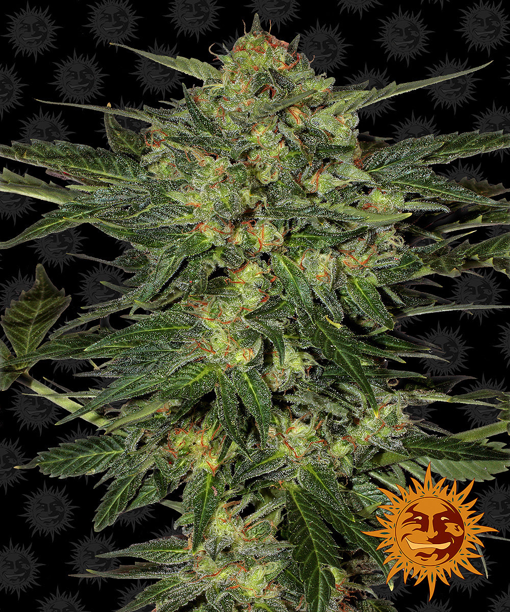 Barney's Farm LSD feminisiert
