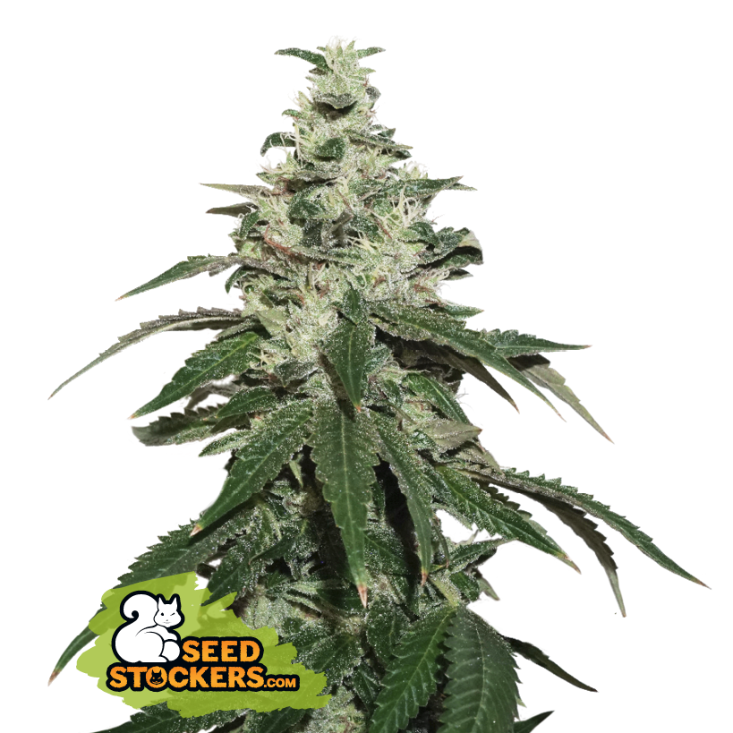 Seedstockers Nicole Cream Auto Feminisiert Autoflower
