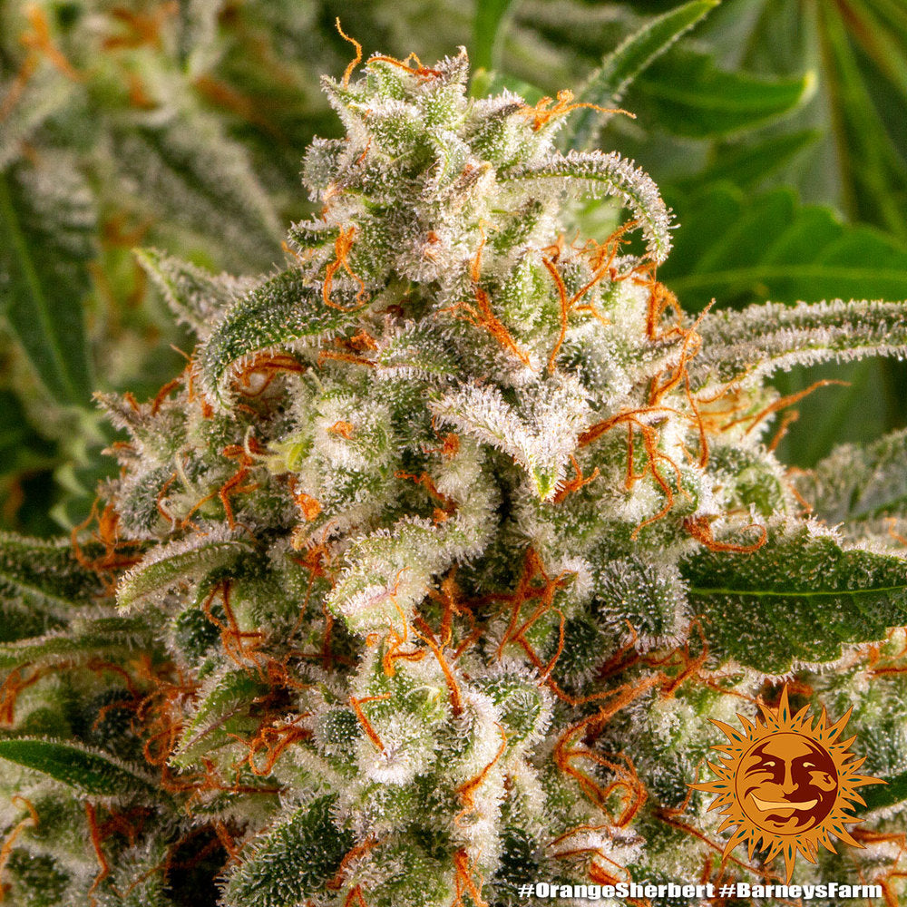 Barney's Farm Orange Sherbert Feminisiert
