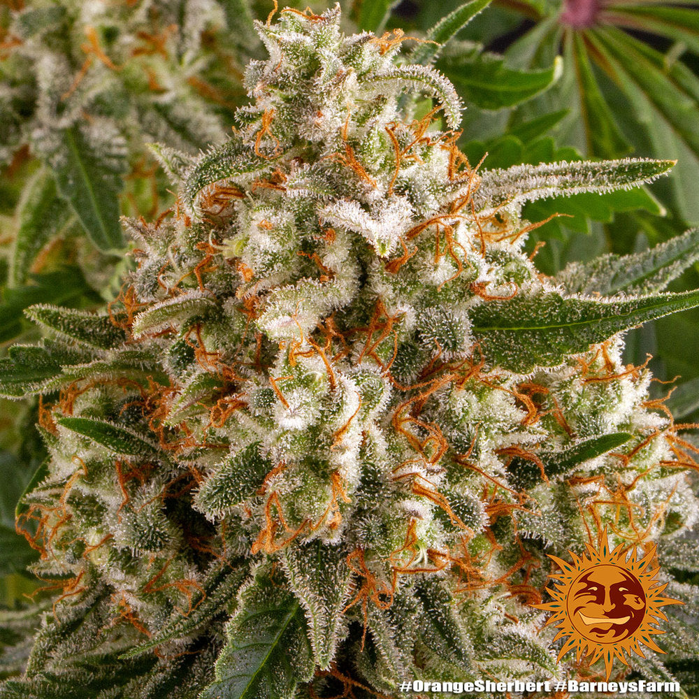 Barney's Farm Orange Sherbert Feminisiert