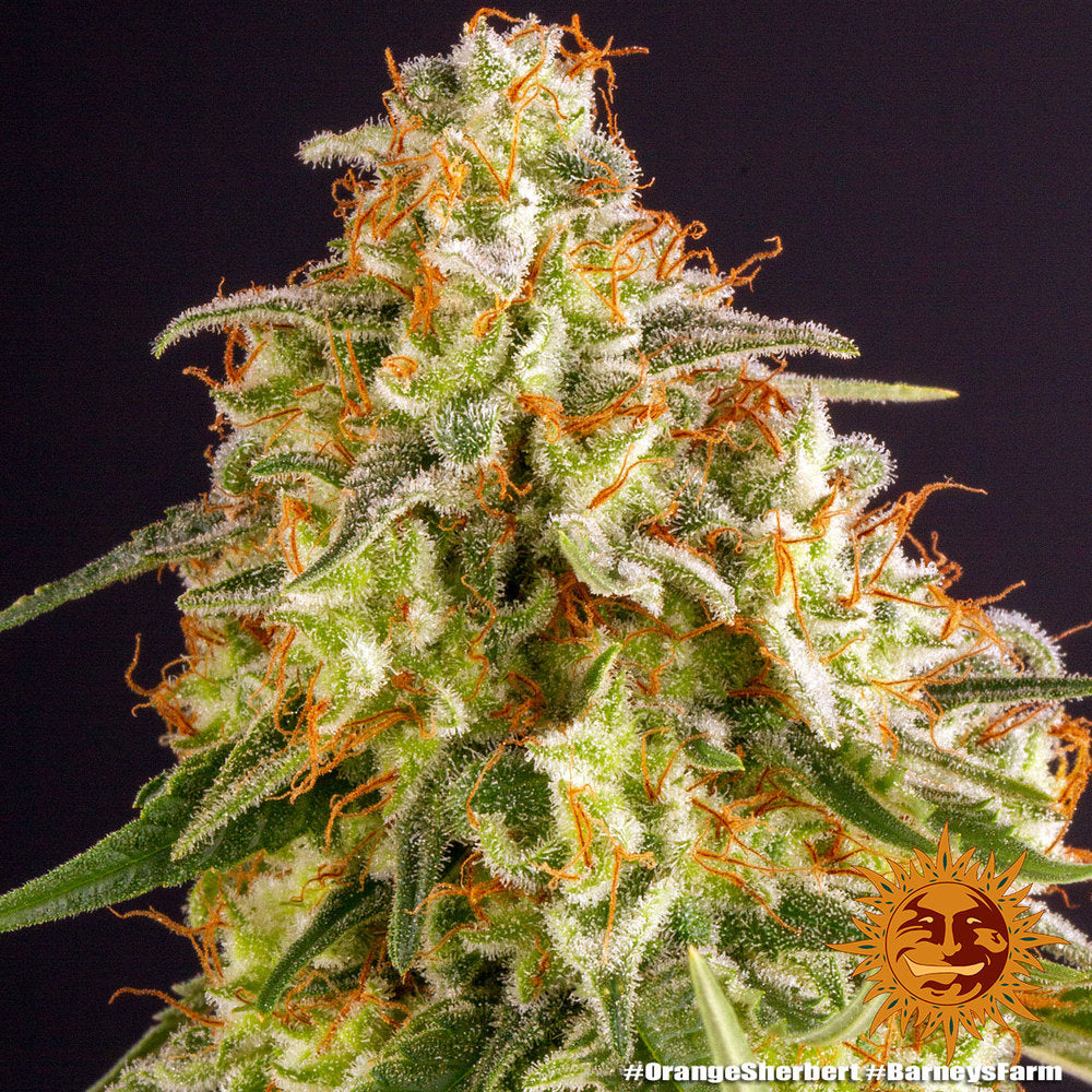 Barney's Farm Orange Sherbert Feminisiert