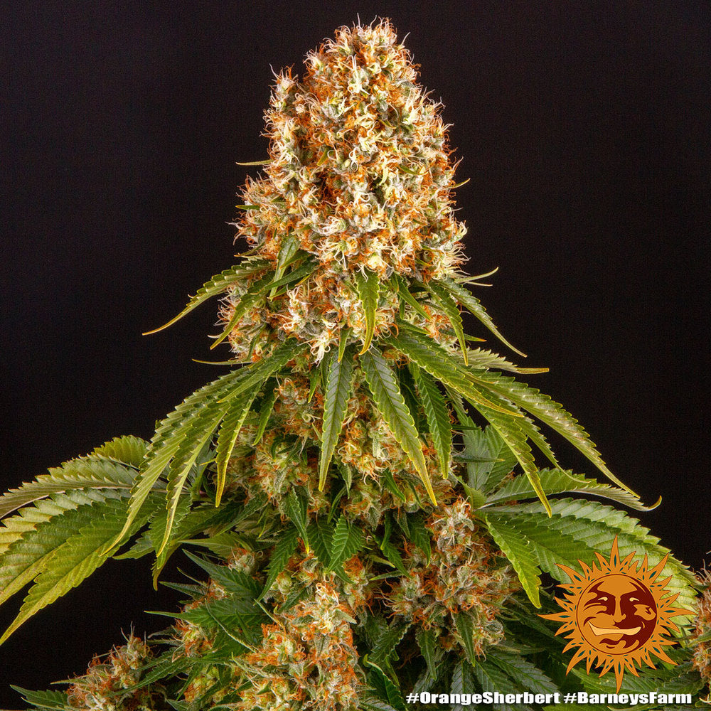 Barney's Farm Orange Sherbert Feminisiert