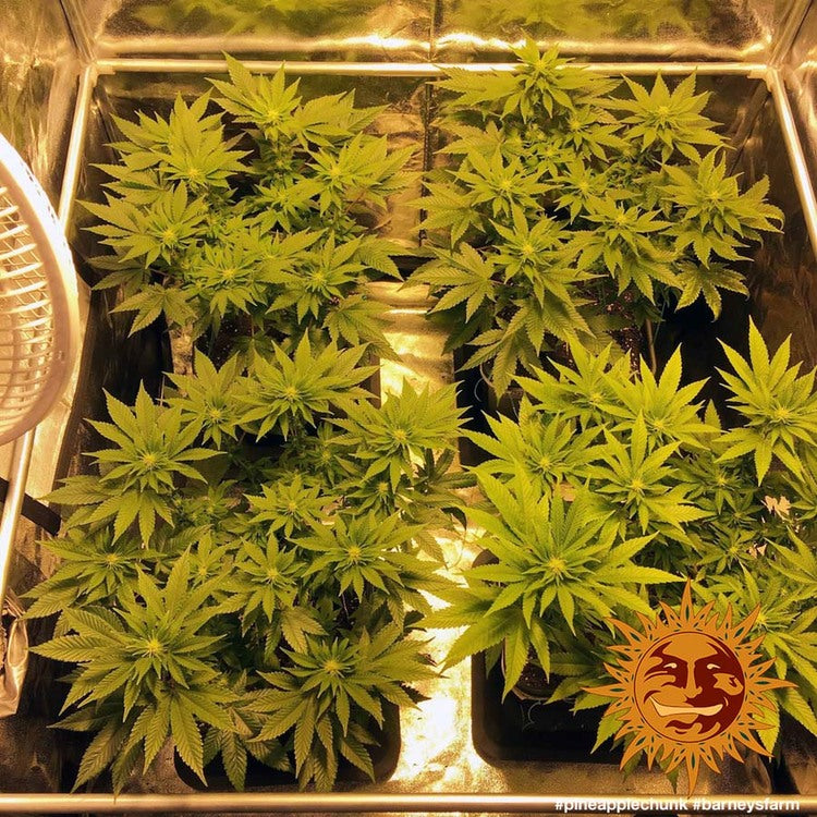 Barney's Farm Pineapple Chunk Feminisiert