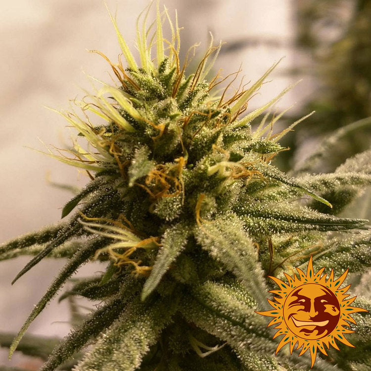 Barney's Farm Pineapple Chunk Feminisiert