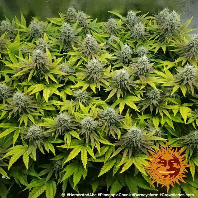 Barney's Farm Pineapple Chunk Feminisiert