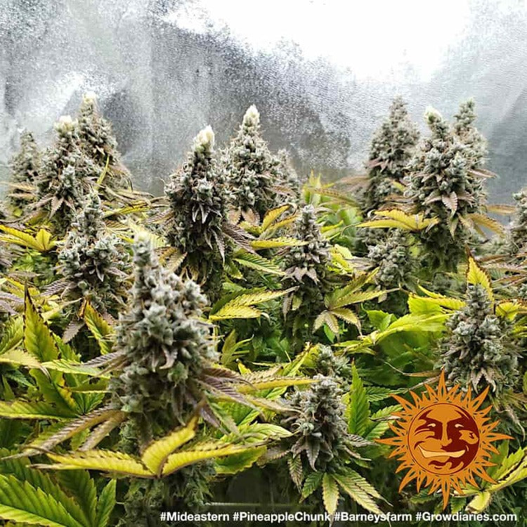 Barney's Farm Pineapple Chunk Feminisiert