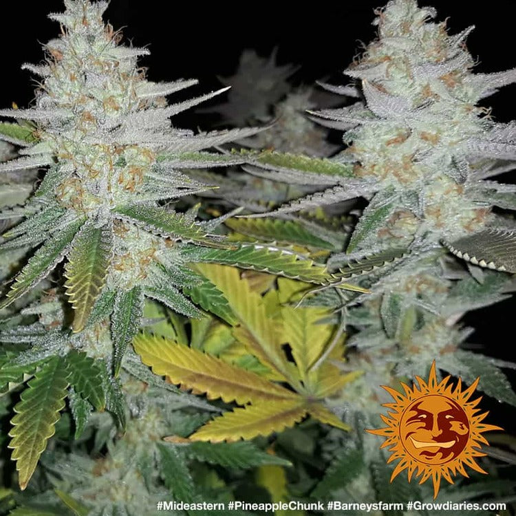 Barney's Farm Pineapple Chunk Feminisiert