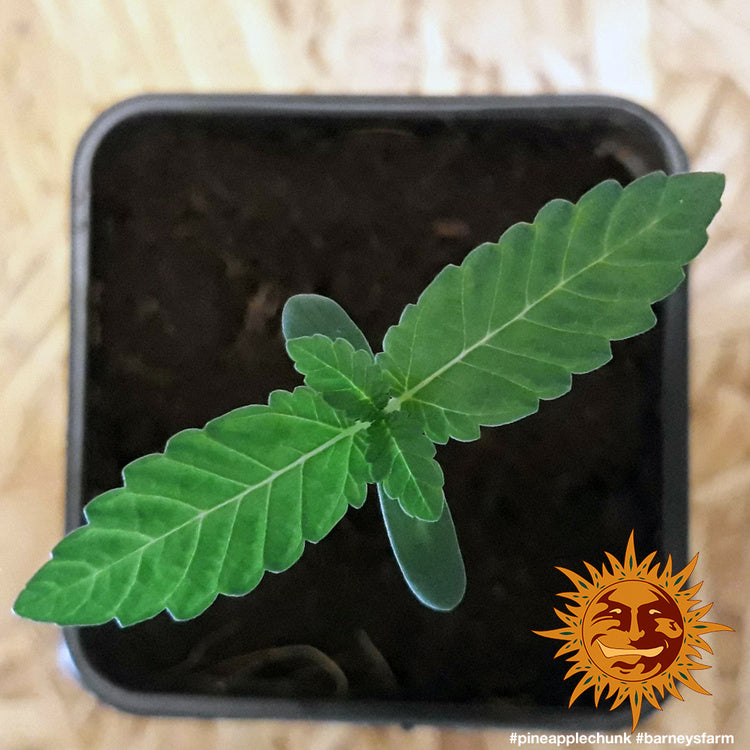 Barney's Farm Pineapple Chunk Feminisiert
