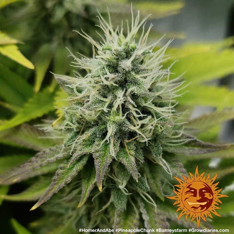Barney's Farm Pineapple Chunk Feminisiert
