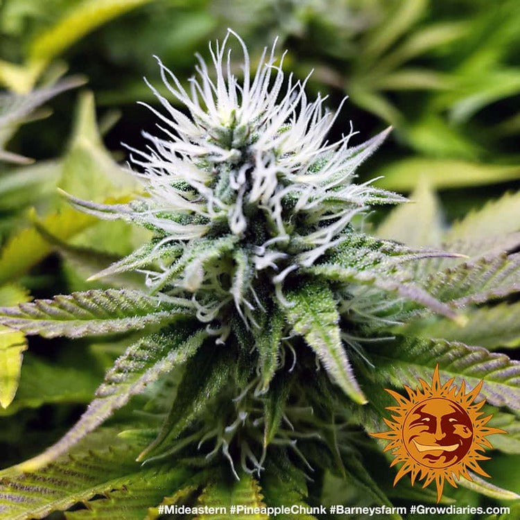 Barney's Farm Pineapple Chunk Feminisiert