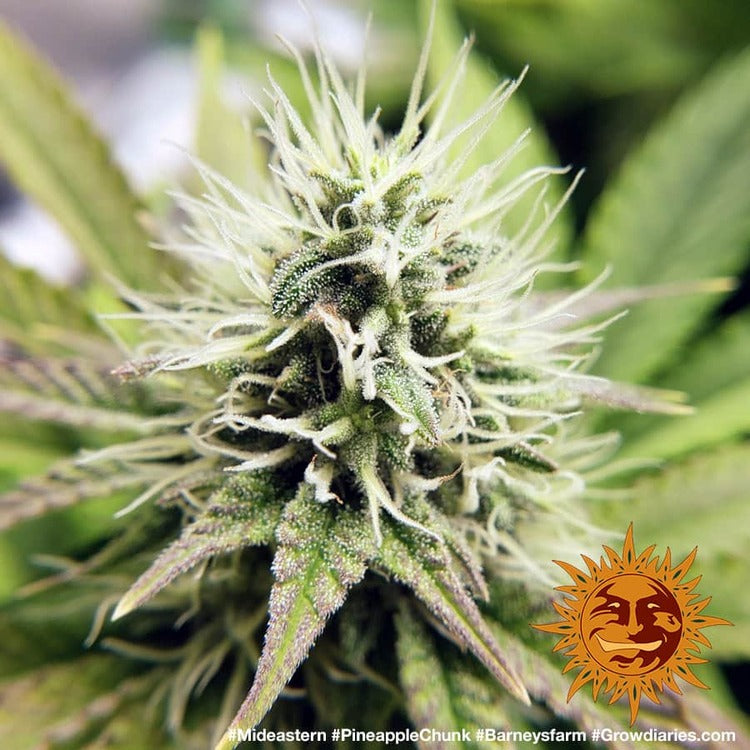 Barney's Farm Pineapple Chunk Feminisiert