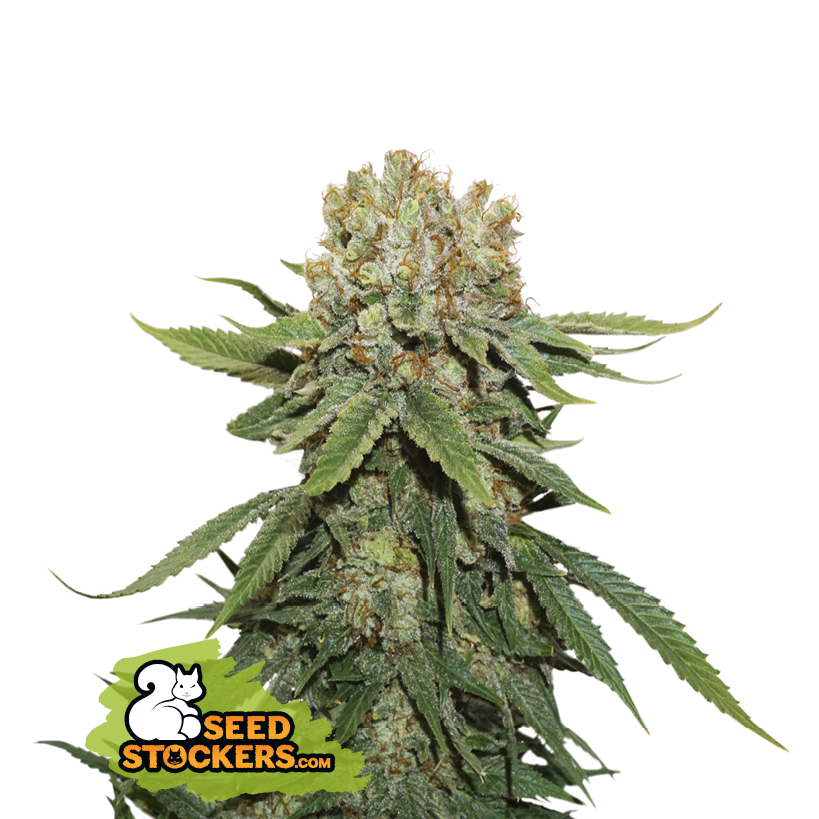 Seedstockers Thin Mint Crack Feminisiert