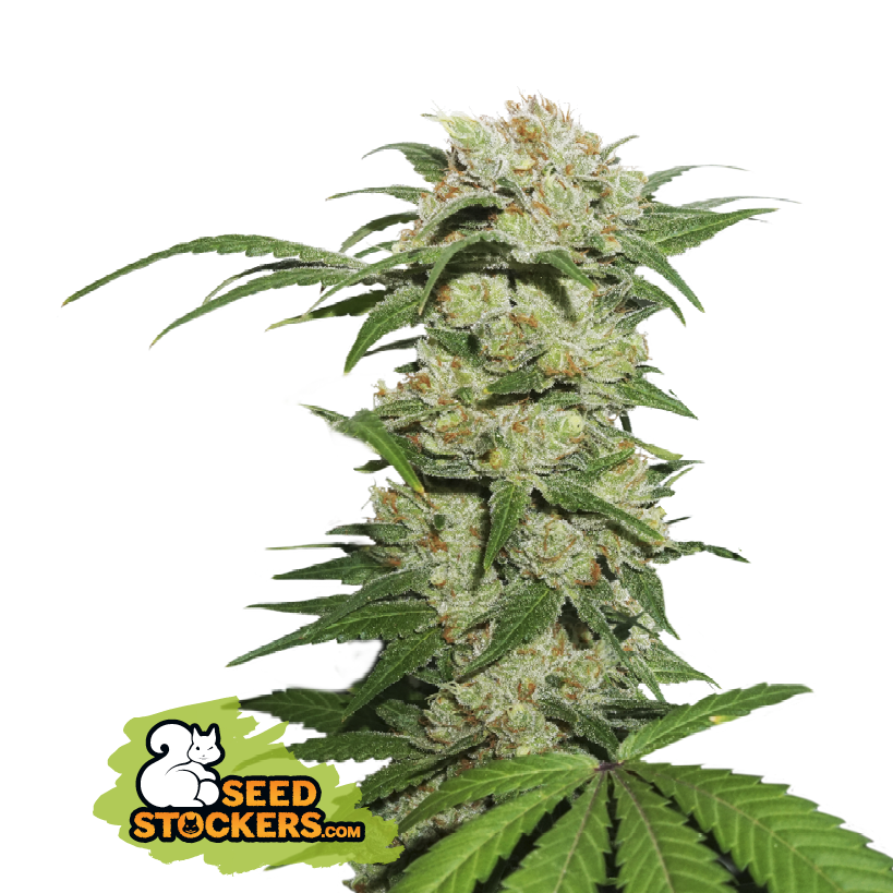 Seedstockers Thin Mint Crack Auto Feminisiert Autoflower