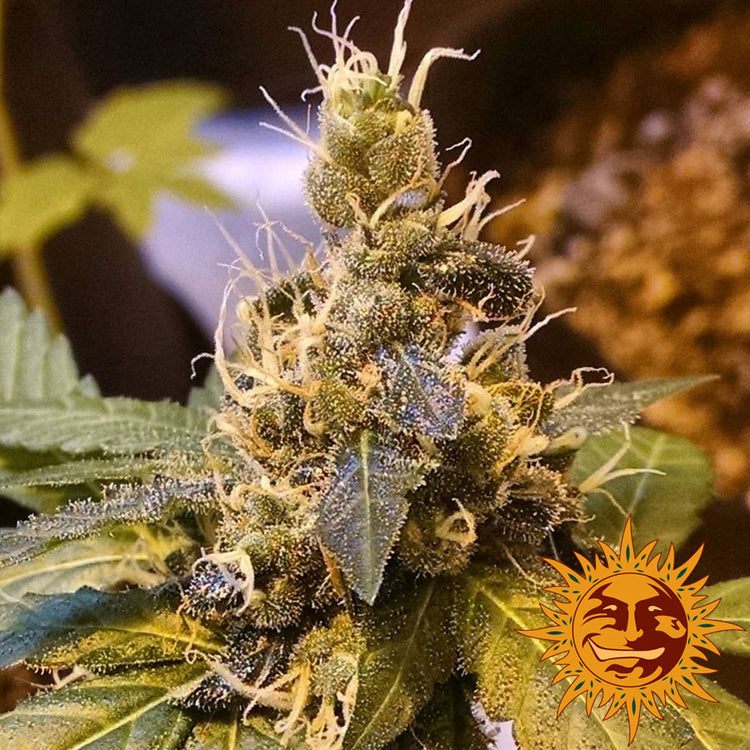 Barney's Farm Pineapple Express Auto Feminisierte Autoflower