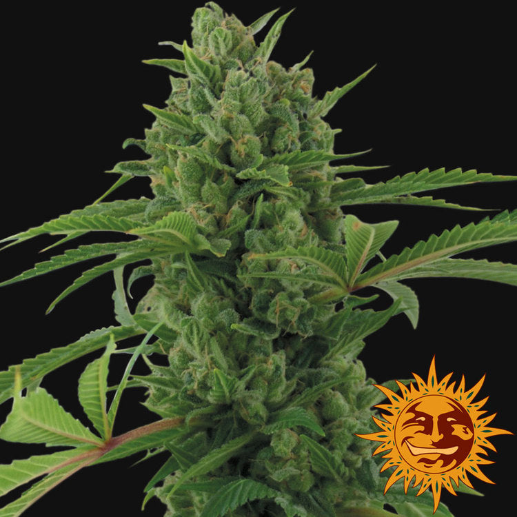 Barney's Farm Pineapple Express Auto Feminisierte Autoflower