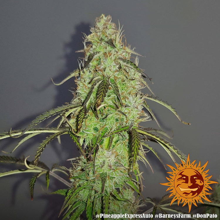 Barney's Farm Pineapple Express Auto Feminisierte Autoflower