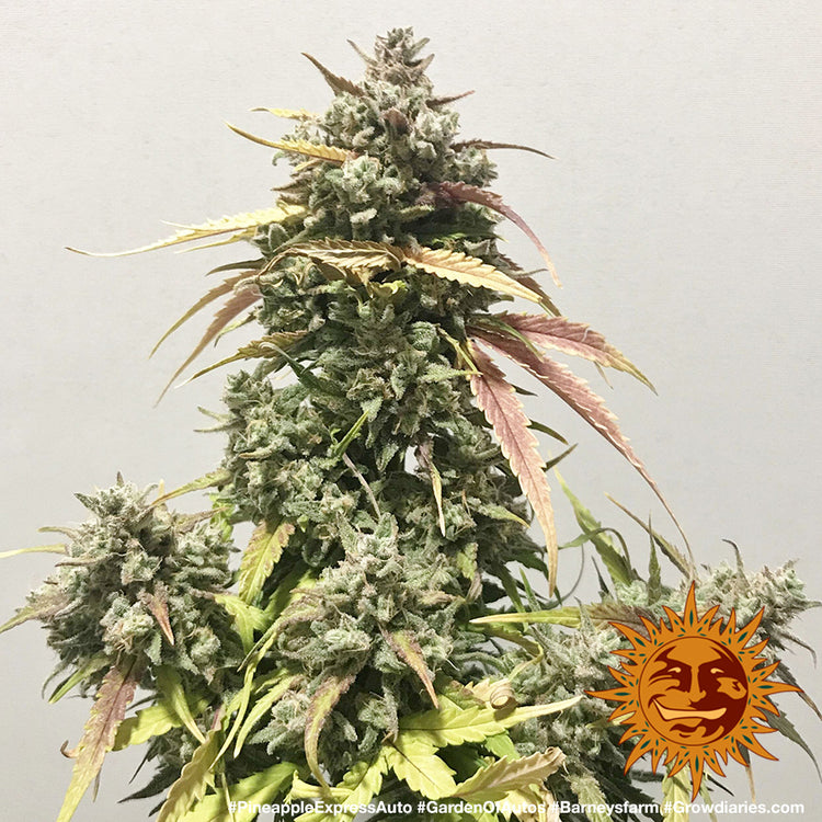Barney's Farm Pineapple Express Auto Feminisierte Autoflower