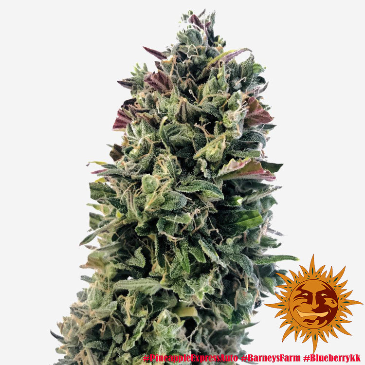 Barney's Farm Pineapple Express Auto Feminisierte Autoflower