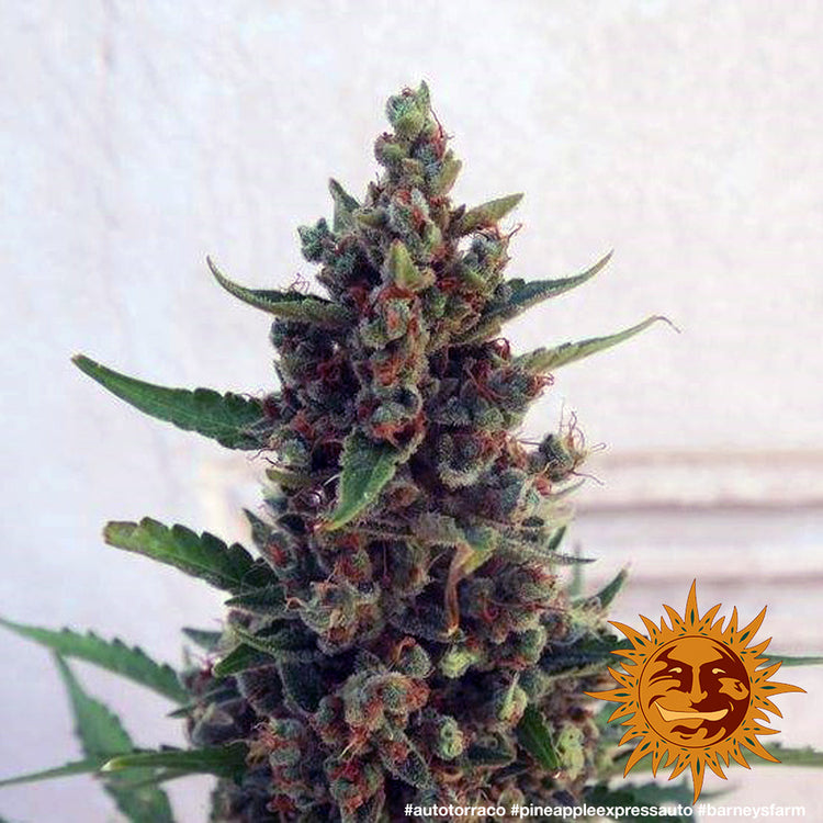 Barney's Farm Pineapple Express Auto Feminisierte Autoflower