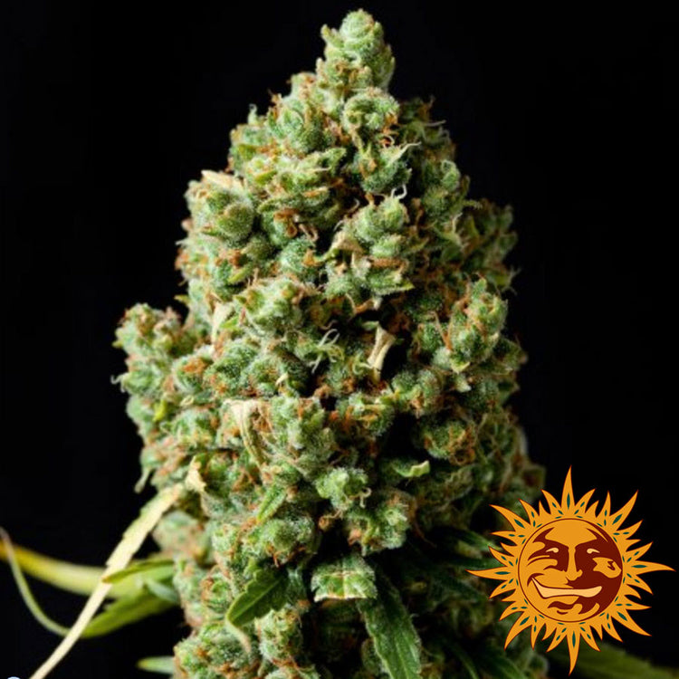 Barney's Farm Pineapple Express Auto Feminisierte Autoflower