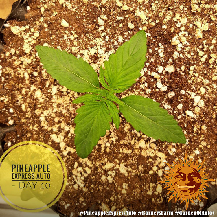 Barney's Farm Pineapple Express Auto Feminisierte Autoflower